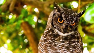 Owl 4k