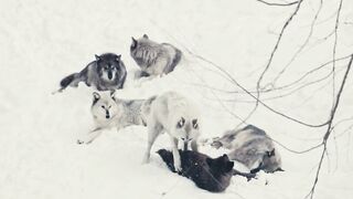wolfs 4k