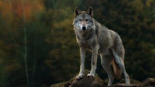wolf 4k