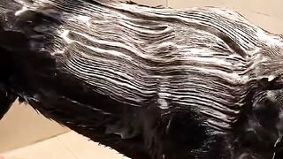 funny collection of funny pets 2