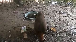 Animal lovers 543