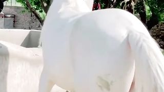 White horse 3