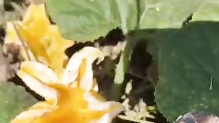 Pampkin flowers benefits