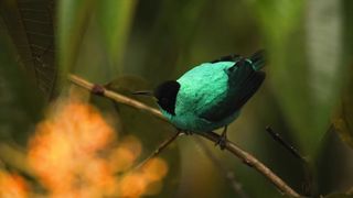birds 4k-qushlar4k-птицы4k-الطيور