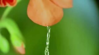 Beautiful flower 11