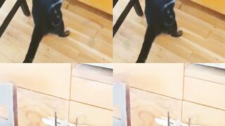 Funny animals#funny video