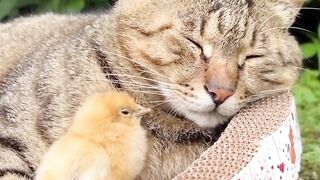 Kucing sayang ayam