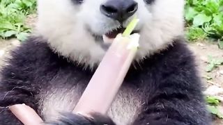 Panda makan rebung