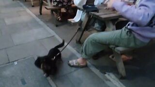 Sister Art came to see the London dog