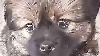 Тот, кто говорит, что счастье не купишь, никогда не покупал щенка. ...