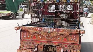 Funny ... hens celebrate independence dayhttps://youtube.com/@pakistanisairsapatee.