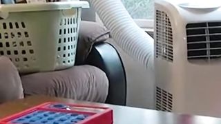 The funniest dogs and cats