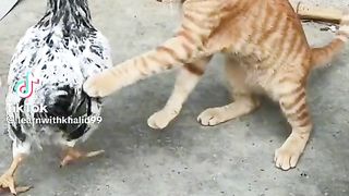 Kiya Baat Haiy Bili Kay Sabar Ka????????