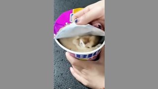 cute cats 12