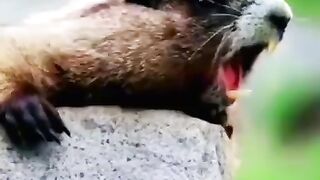 Videos 5 2