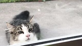Веселый попугай играет с кошкой в ​​прятки!