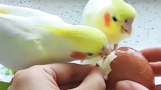 Эти попугаи самые милые