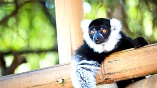 various monkeys 4k