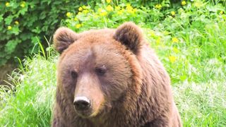 different bears 4k