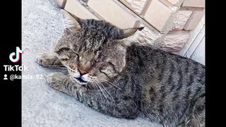 Котёнок