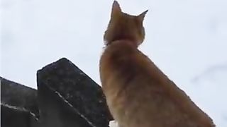 Cat not wanting to walk on snow