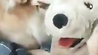 Dog jealous of stuffed animal
