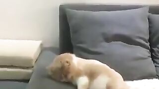 Cat dreaming of pedaling a bicycle