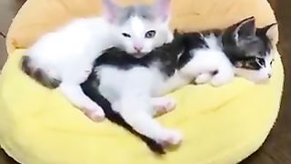 Kitten with butt pillow