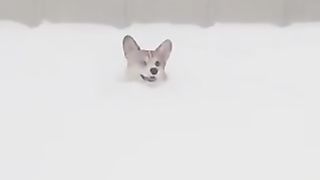 Dogs in the snow