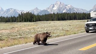 Even Grizzlies Look Both Ways Before Crossing the Street