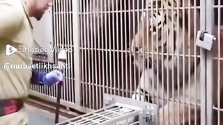 how to clean tiger claws and teeth