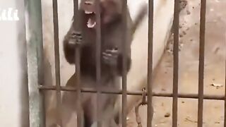Angry monkey __ funny monkey