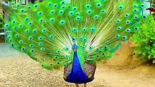 Beautiful peacock dance