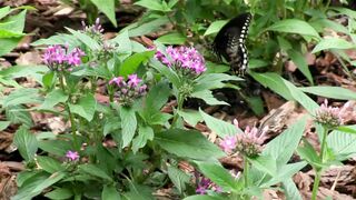 the butterflies