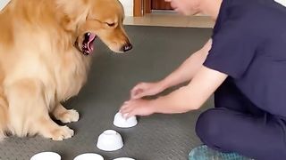 Какой умный пёсик
