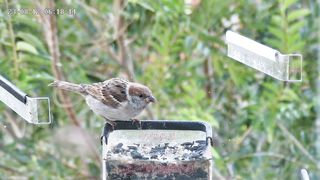 feed the birds