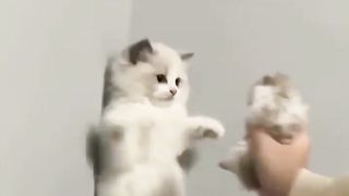 What is doing cato