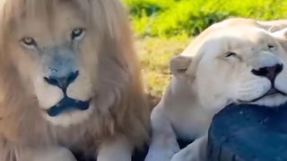 When vou know you're in the lion dog house but you're not sure why