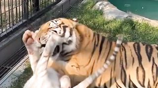 Brave dog trying to save Snowy from Kenzo