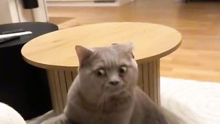 Cat side eyes ????