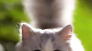 Cute cat 71