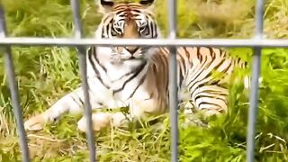 tiger …..
