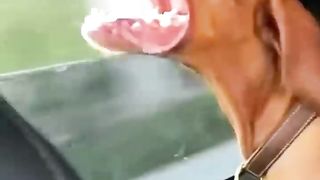 Funny animals 2023???? - Funniest Cats and Dogs Video????????192