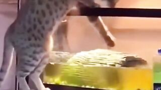 cute cat moment and funny cat
