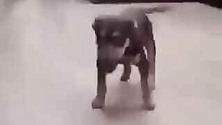 Dog " Karol disco"