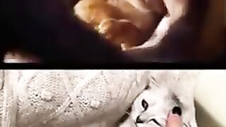 Cats vodiysi video