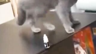Funny cat video