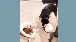 AWW Top Funny Videos 2022 Compilation ???? / Try Not To Laugh #funny