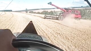Não desista, persista...#safra2022 #trigo #caseih #newholland #viral