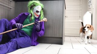 Funny Dogs Pranked with The Joker Costume